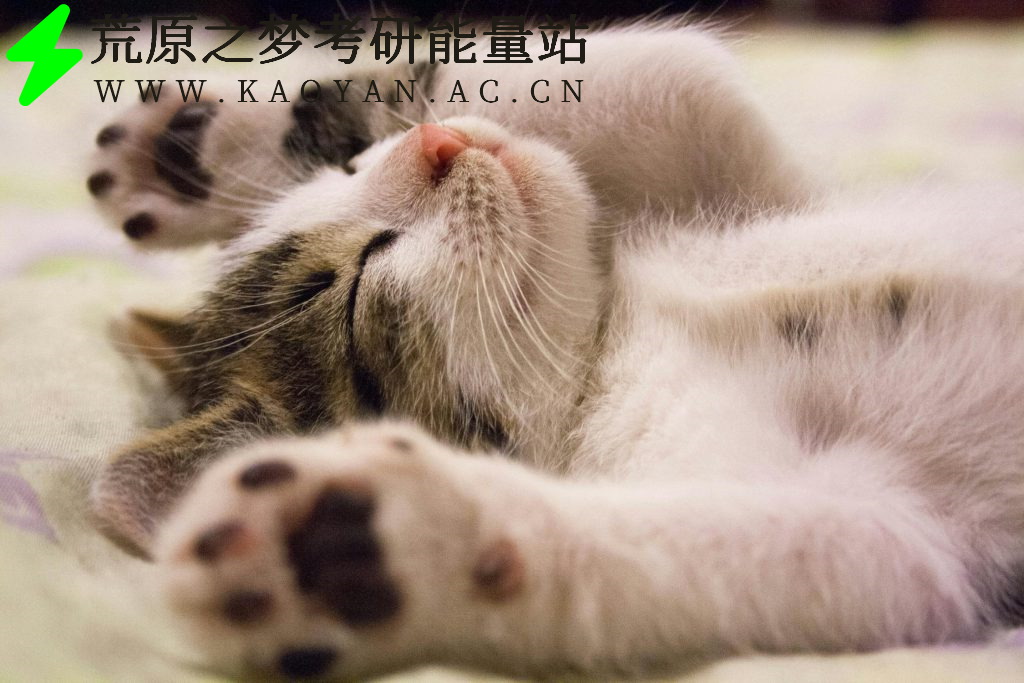 考研期间可以养猫/狗嘛？-荒原之梦教育