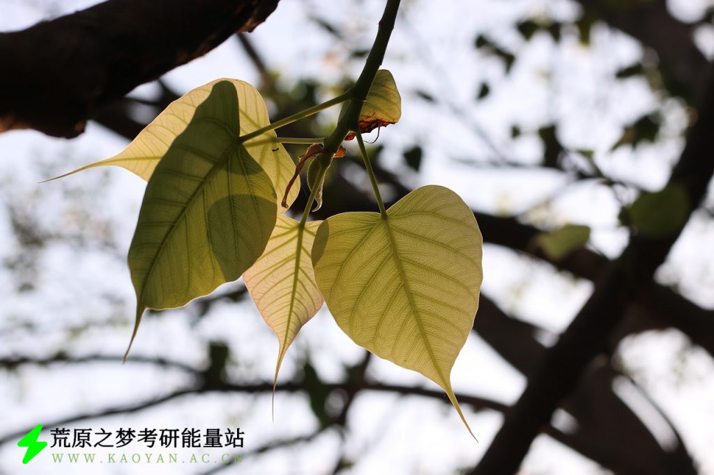 还有几天就考研了,除了复习,我还应该做些什么?- 荒原之梦考研能量站